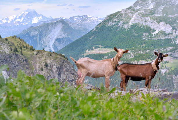 istock farm goats  standing on the rock in alpine mountain 1166781208
