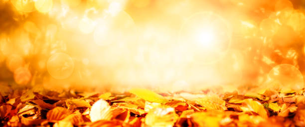 istock Colorful leaves in autumn 1166782123