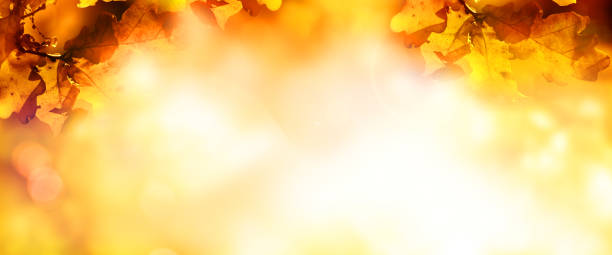 istock Colorful leaves in autumn 1166782149