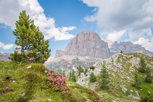 Dolomite mountains with alpenrose Rhododendron ferrugineum and pine tree in the foreground.