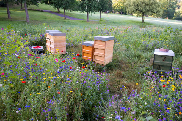 野生の花の畑で木製の蜂の巣 - beehive rural scene bee outdoors ストックフォトと画像
