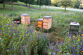 Wooden bee hives in a field of wildflowers