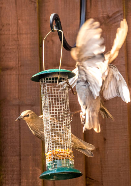 istock Starling Bird Feeder Meal 1166783415