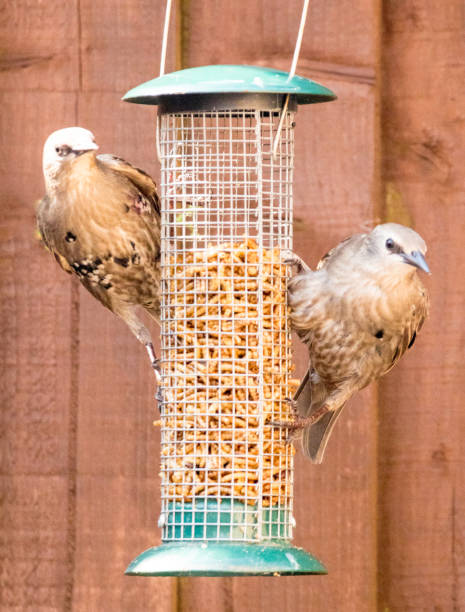 istock Starling Bird Feeder Meal 1166783996