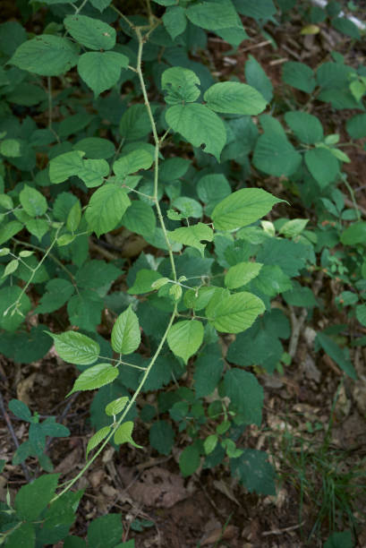 istock shrub of Rubus idaeus in bloom 1166784847