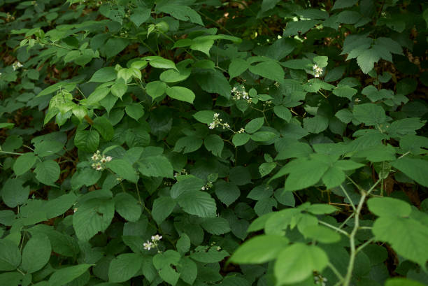 istock shrub of Rubus idaeus in bloom 1166784852