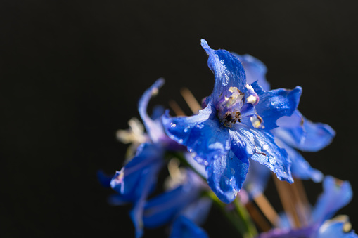 bright  blue flowers in focus