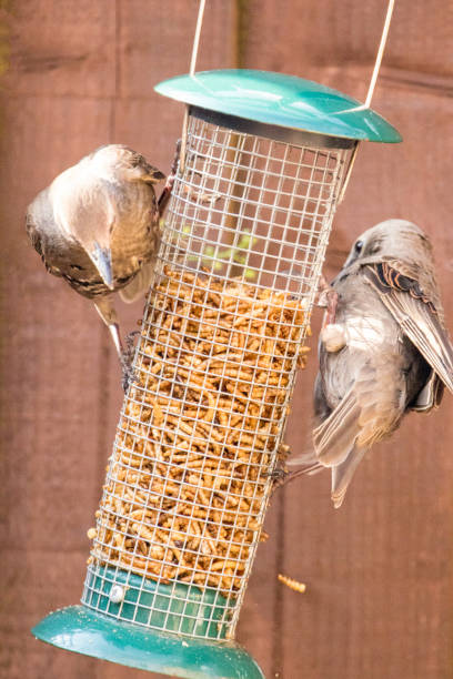 istock Starling Bird Feeder Meal 1166786433