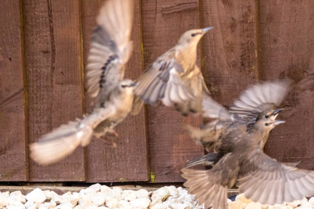istock Starling Bird Feeder Meal 1166786495