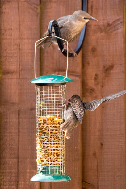istock Starling Bird Feeder Meal 1166786565