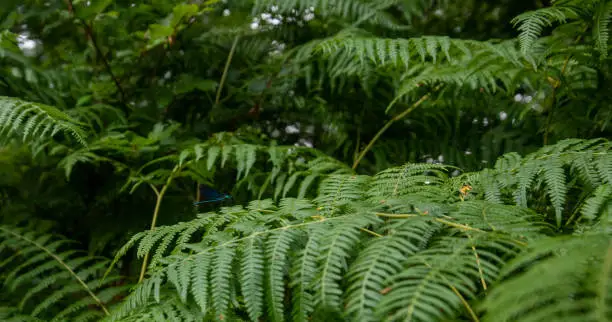 Photo of Damselfly resting briefly