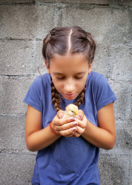 彼女の手の中で赤ちゃん鶏を見ている若い女の子 - chicken baby chicken young bird poultry ストックフォトと画像