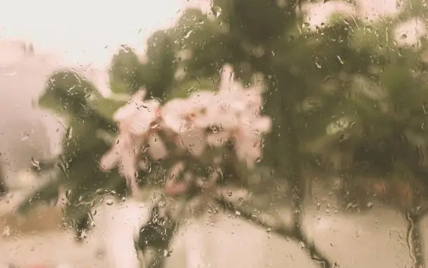 Rain Drops On Surface of wet Window Glass pane In Rainy Season. Abstract background. Natural Pattern of raindrops isolated from blurry flower plants and trees in outdoor cloudy background.