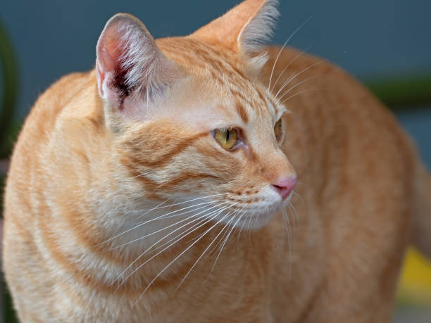 istock Close up Orange Tabby Cat Isolated on Background 1166787872