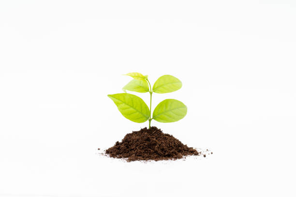 istock Sprout and organic soil on white background 1166787996
