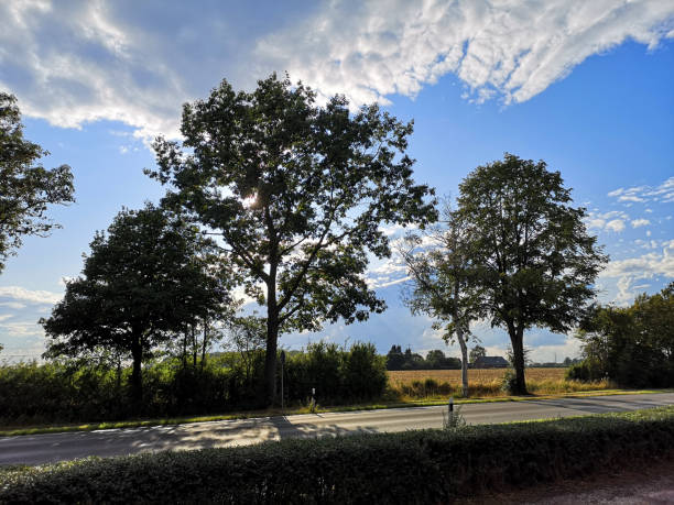 istock Beautiful evening sun shining through the trees along an empty road 1166788170