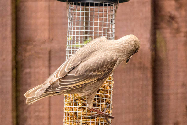 istock Starling Bird Feeder Meal 1166789650