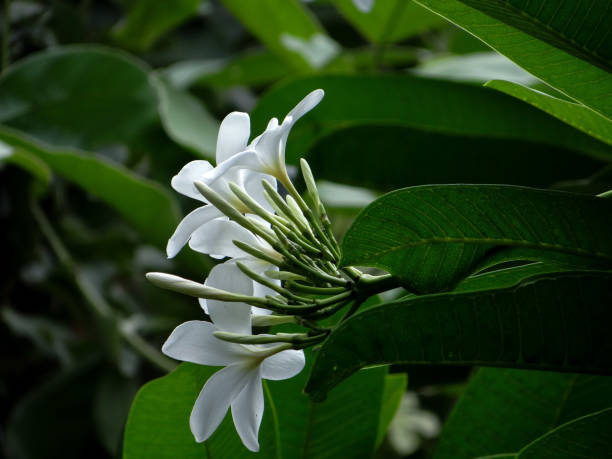 istock THE WHITE PLUMERIA FLOWERS 1166789885