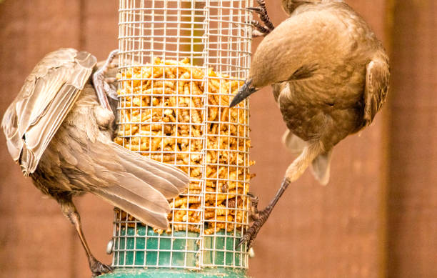 istock Starling Bird Feeder Meal 1166790896