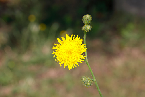 This is the tallest of the yellow-flowering sowthistles, often found at roadsides and on waste ground. Like the others, it is a member of the daisy (composite) flower family. Surrey, UK. A single flower is isolated by focus, with the out-of-focus area providing copy space / space for text.