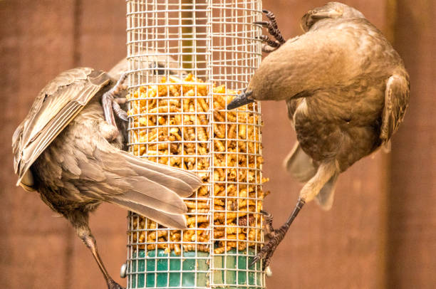 istock Starling Bird Feeder Meal 1166791283