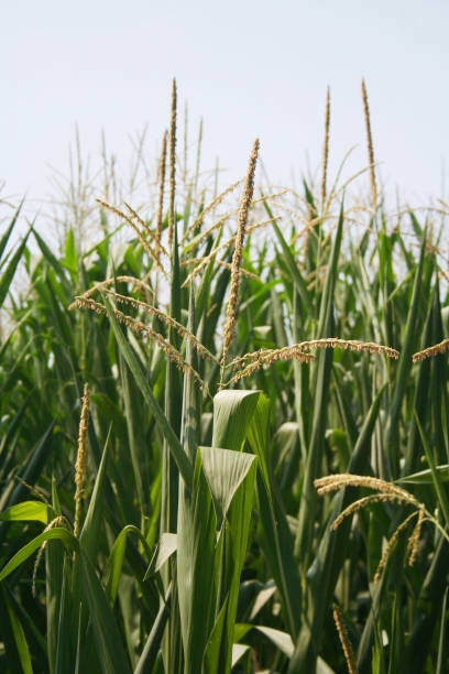 istock Corn plants in the field with male inflorescence on summer. 1166792609