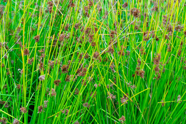 istock Long stems of plants. 1166792624