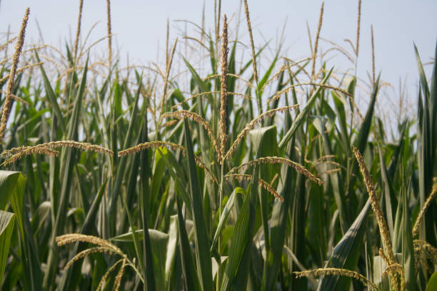 istock Corn plants in the field with male inflorescence on summer. 1166792657