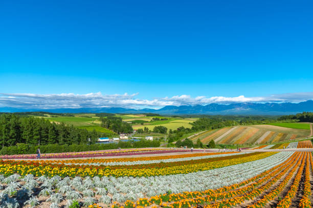 istock Panoramic colorful flower field 1166793510