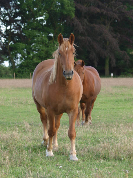 istock Rare Breed Suffolk Punch 1166793886