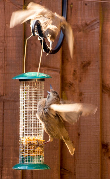 istock Starling Bird Feeder Meal 1166796785
