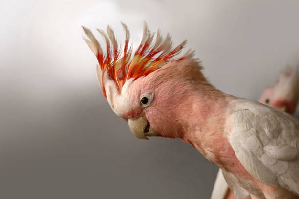 Portrait of immature Major Mitchell Cockatoo, Cacatua leadbeateri