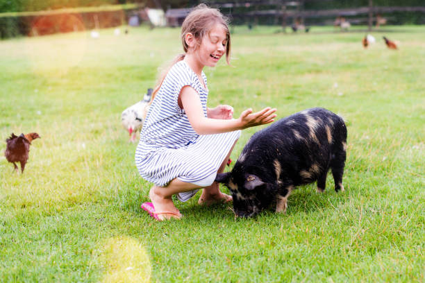 istock beautiful girl feeding to a dwarf pig 1166797003