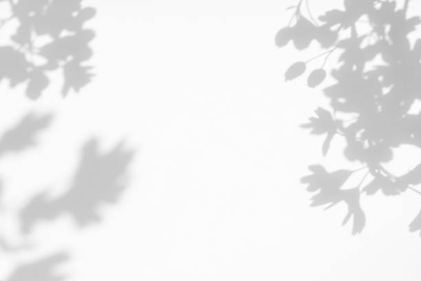 istock gray shadow of the leaves on a white wall 1166797004