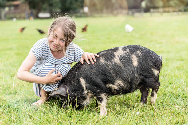 istock beautiful girl feeding to a dwarf pig 1166797368