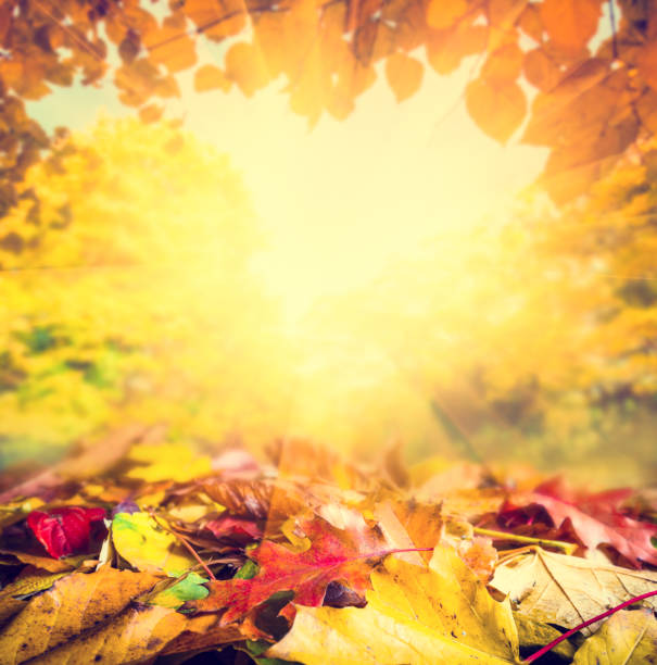 istock Autumn frame background, colourful leaves 1166798209