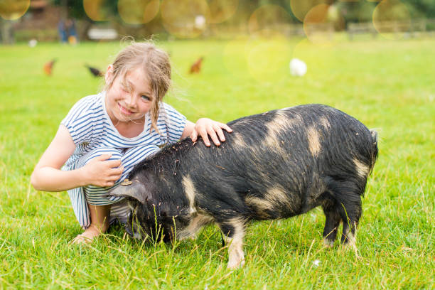 istock beautiful girl feeding to a dwarf pig 1166798229