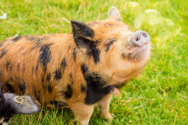 Cute baby piglet laying on bed