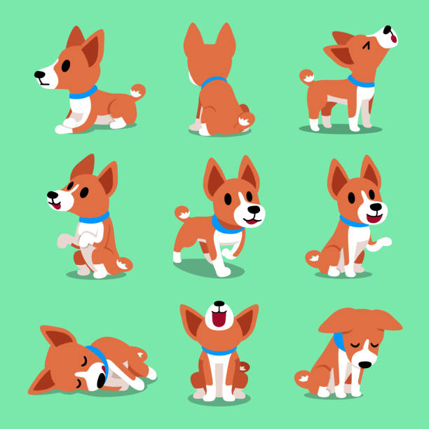Cartoon character basenji dog poses vector art illustration