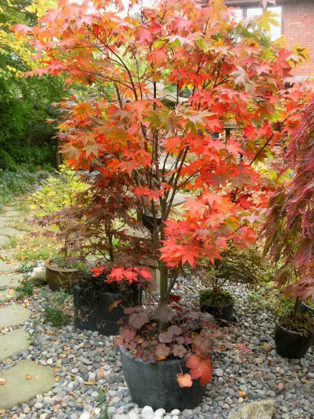 Photo of Image of ornamental garden in the autumn / fall with Japanese elements, featuring stepping stones pathway, granite lanterns, bamboo, pebbles, bonsai and Japanese maples (acers) with autumnal leaf colour