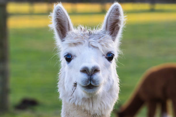 Cute Alpaca on the farm. Beautifull and funny animals from ( Vicugna pacos ) is a species of South American camelid. stock photo
