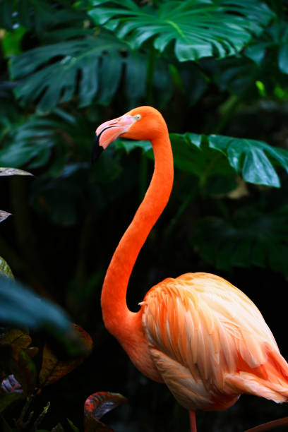 Magnificent Flamingo in pond. Flamingo is a type of wading bird in the family Phoenicopteridae, the only bird family in the order Phoenicopteriformes. stock photo