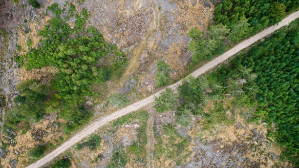 istock Aerial view of dead trees - forest dieback - Waldsterben, Germany 1166801325