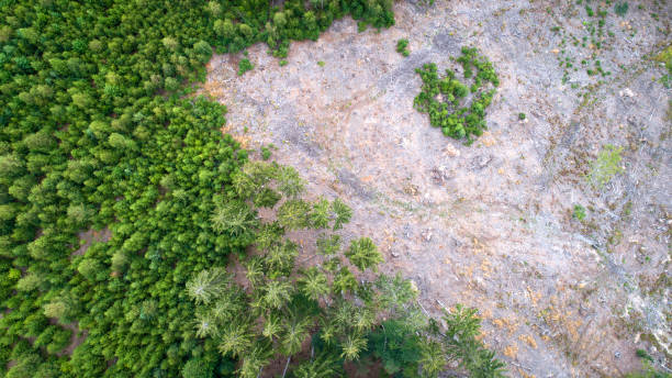 Aerial view of dead trees - forest dieback - Waldsterben, Germany Aerial view of dead trees - forest dieback - Waldsterben, Germany forest dieback stock pictures, royalty-free photos & images