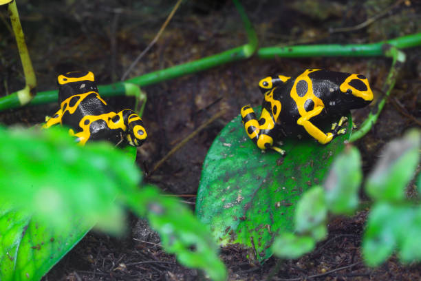 Yellow poison dart frog dendrobates leucomelas hiding in the undergrove. Beautiful tropical rain forest animal from the Amazon rainforest. A poisonous amphibian with black dots. stock photo