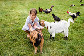 pretty little girl giving food to farm animals