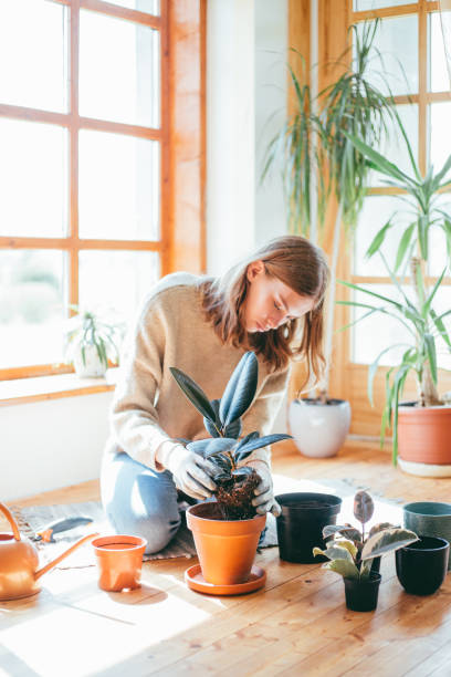 istock Woman planting indoors. 1166802383