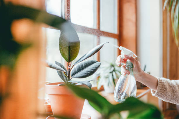 Woman watering houseplants Close up of woman's hand spraying water on houseplants Rubber Plant stock pictures, royalty-free photos & images