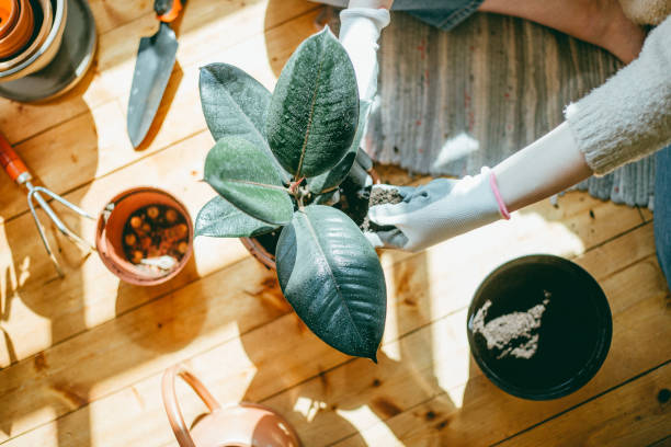 High angle view of woman planting rubber plant. High angle view of woman hands planting rubber plant indoors. With copy space. indian rubber houseplant stock pictures, royalty-free photos & images