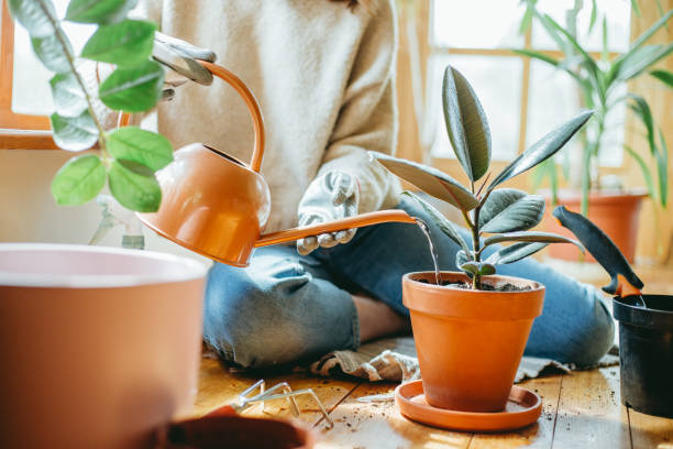 Young woman watering her plants. Close up of woman hands watering her houseplants. With copy space. indian rubber houseplant stock pictures, royalty-free photos & images